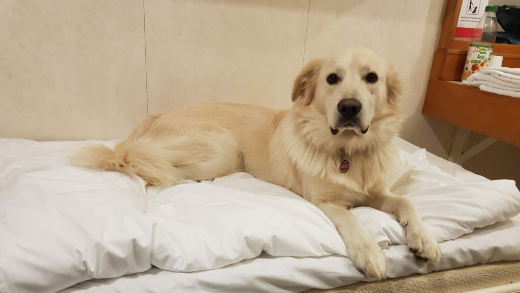 13.12.2021 bis zum 10.01.2022 sind wir in den Winterferien 12 Model: Morty the Watchdog