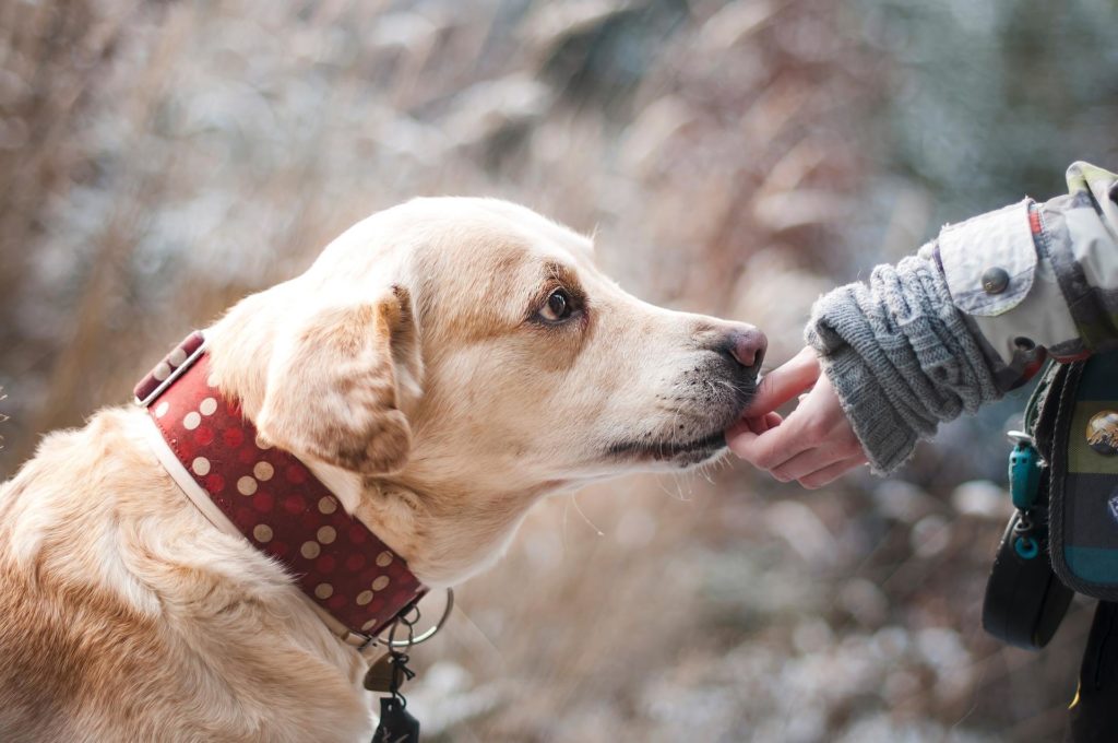 Info Tage 30./31. März "Werde Hundetrainer!" auf dem Frühlingsfest 10 54727292 685541421858974 639493761058996224 o