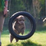 Agility – Bewegung, Spaß & Teamarbeit