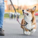 🐾 Social Walk – Gemeinsam unterwegs mit Hund & Herz