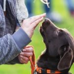 Junghunde Kurs am Sonntag