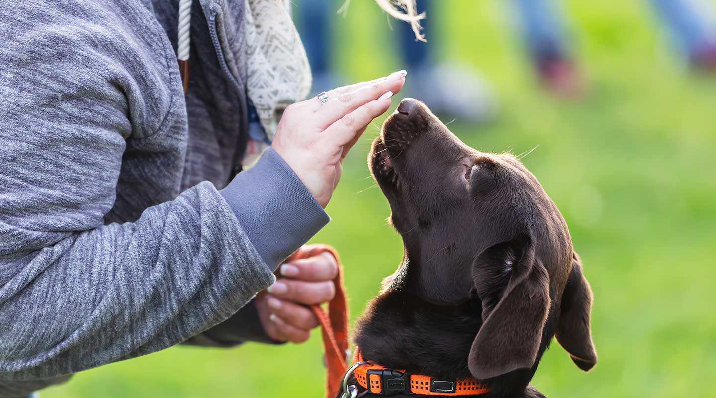 Alltags-Hundekurs Sonntag