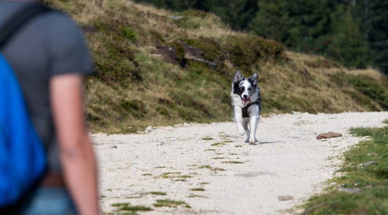 Rückruf trainieren in der Hundeschule