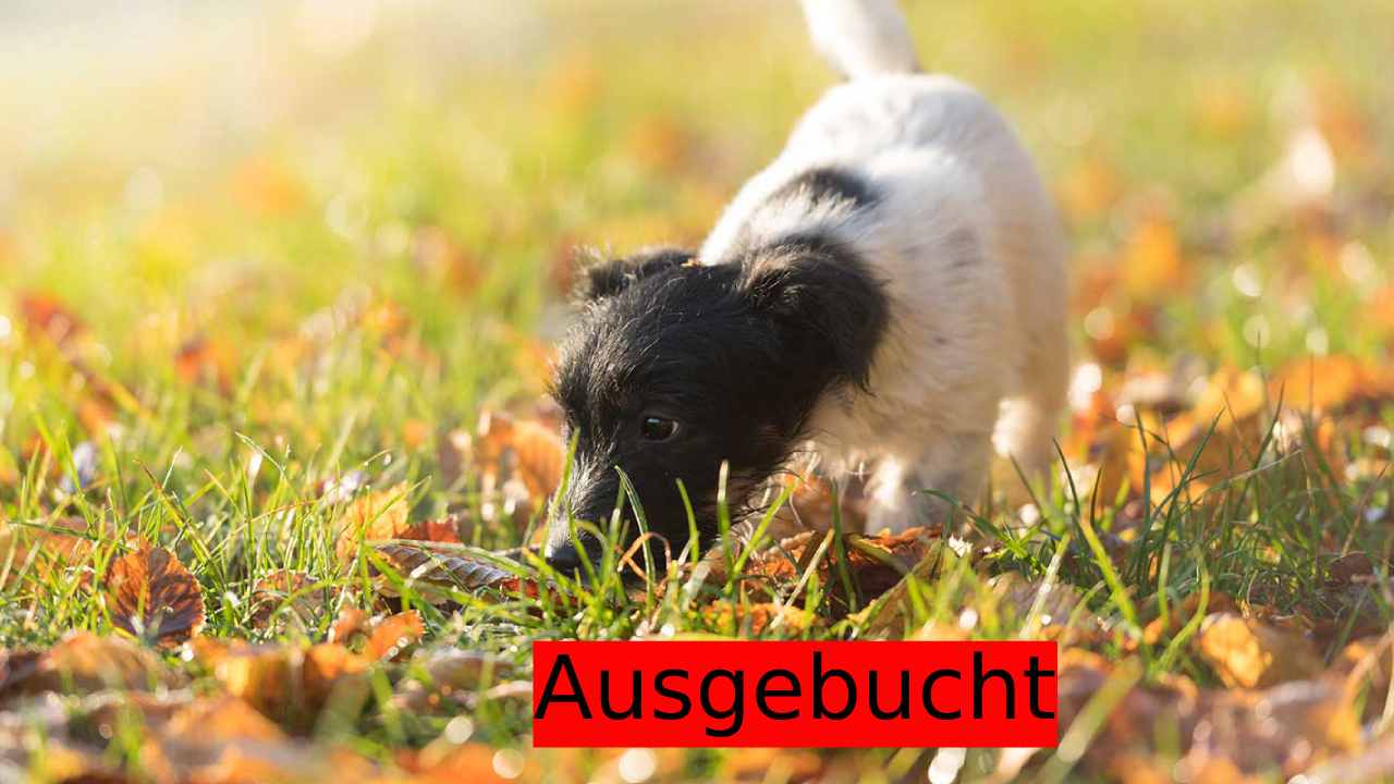 Veranstaltungen 3 ausgebucht* Welpenkurs Sonntag (große Rassen/Bollerköppe)
