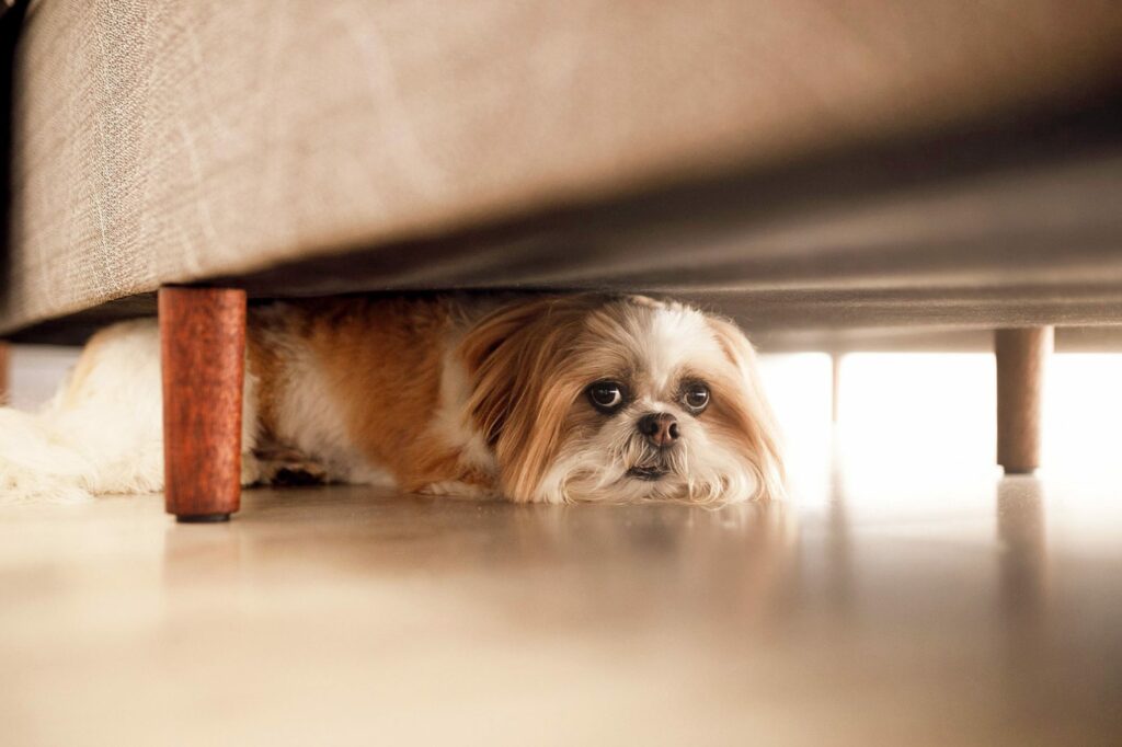 Den Hund bei Angst, trösten oder nicht? 14 image