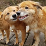 Domestikations Seminar - wieviel Wolf ist in unseren Hunden noch übrig?