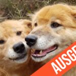 Domestikations Seminar - wieviel Wolf ist in unseren Hunden noch übrig?