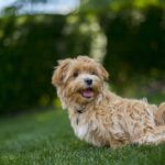 Alltags-Hundekurs Samstag- kleine Rassen