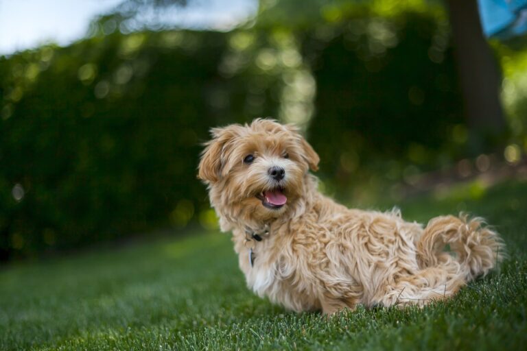 Kursplan 12 dog gda06e370f 1920