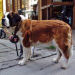 Flächensuche Schnupperkurs