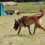 Mantrailing Schnupperkurs