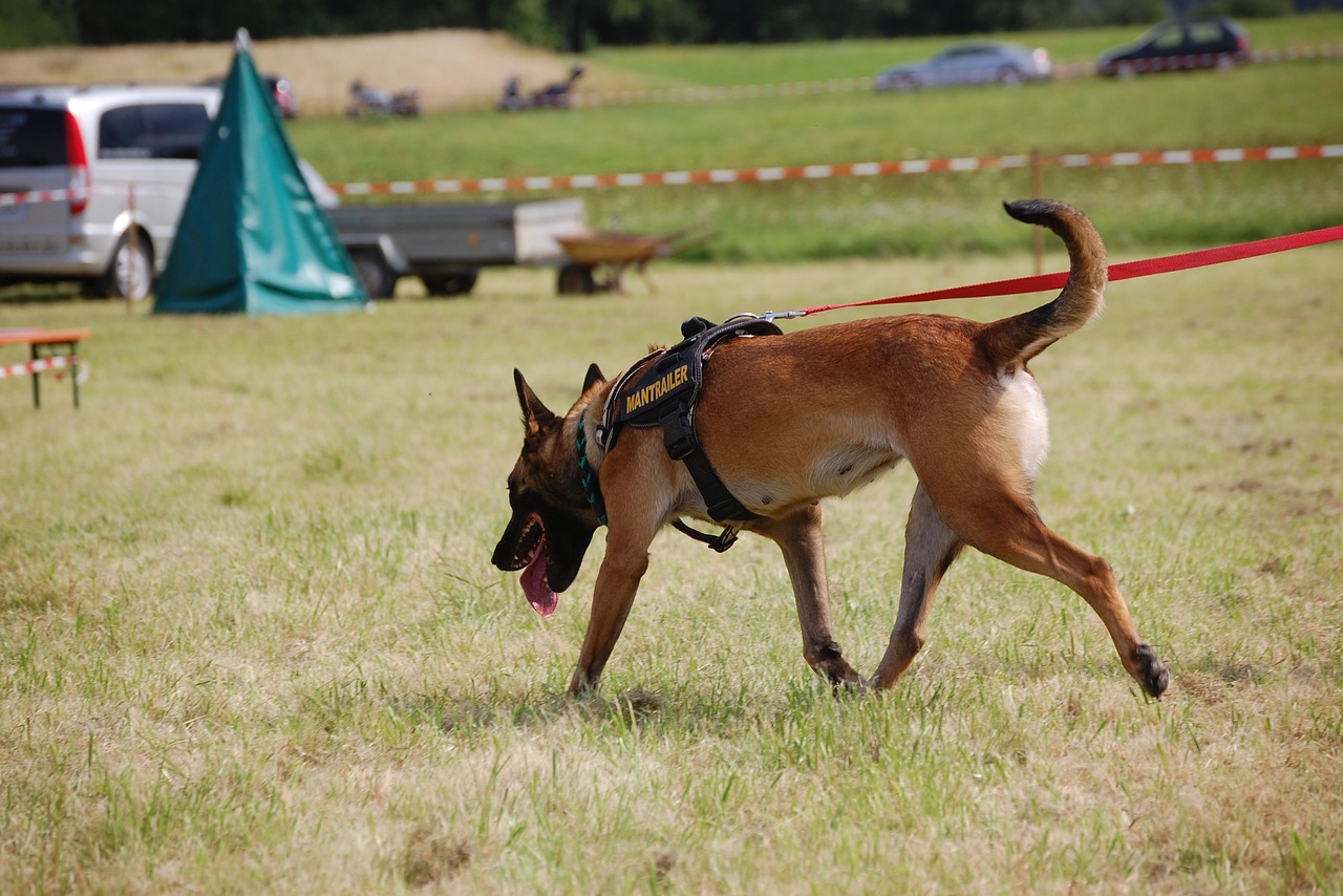 Veranstaltungen 3 Neuer Mantrailing Kurs geplant