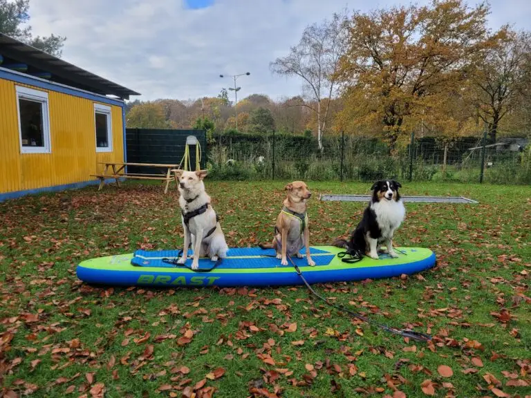 Stand-Up-Paddling mit Hund (SUP mit Hund) 4 20231112 103658
