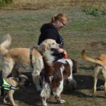 🐾 Social Walk – Gemeinsam unterwegs mit Hund & Herz 1 Social Walk