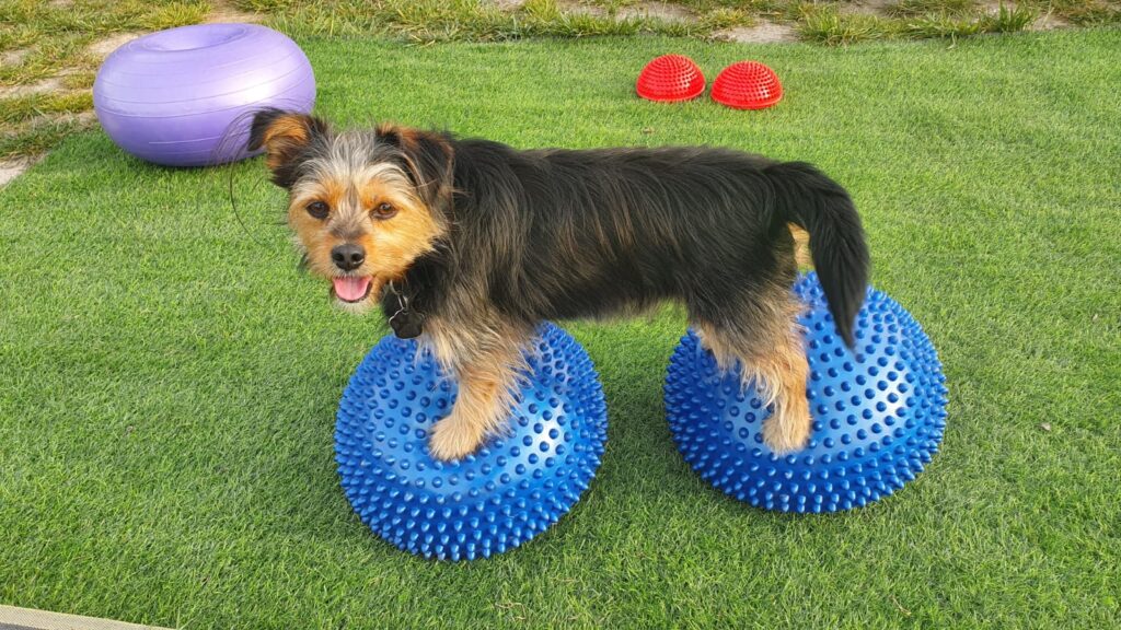 Mobile Dogs - Mobility 1 487235744 9216861831757309 5635004593095227572 n