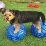Mobile Dogs – Mobility