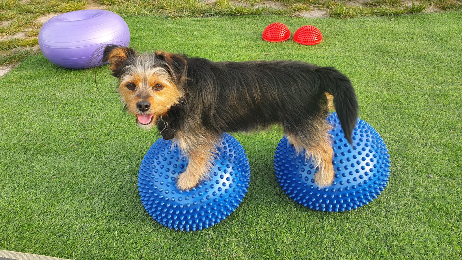 Veranstaltungen 3 Mobile Dogs – Mobility