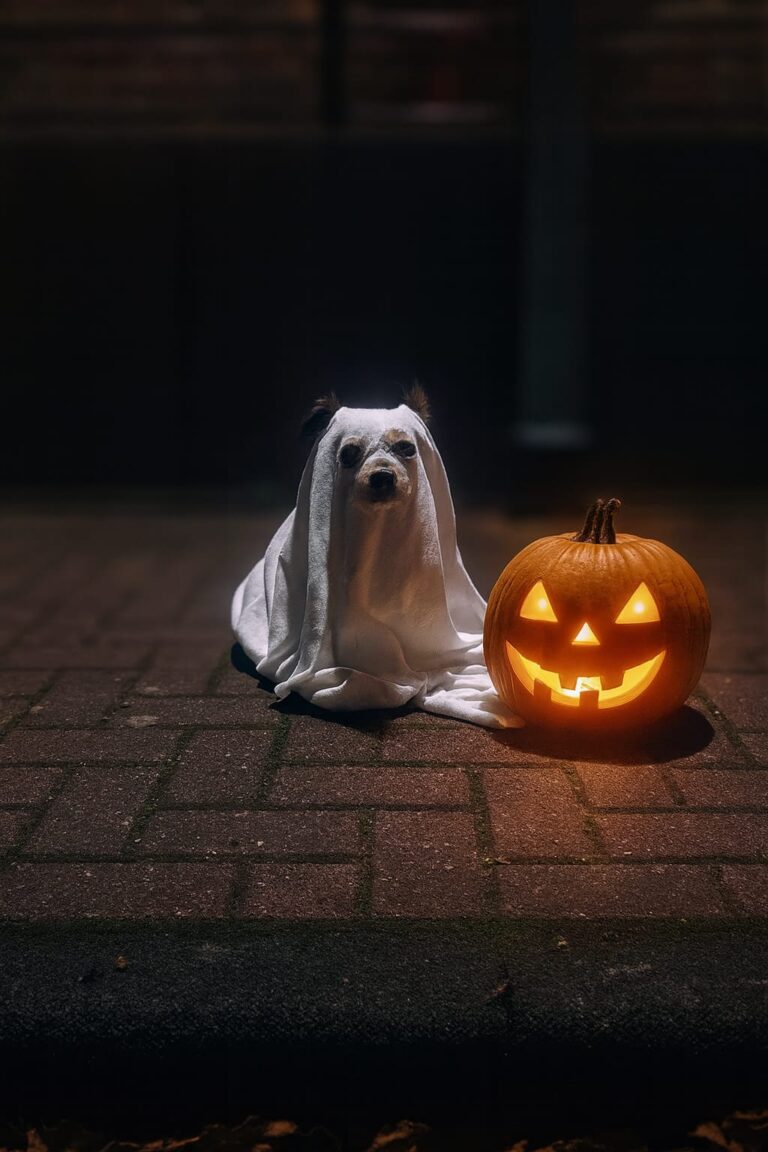 Halloween mit Hund 2