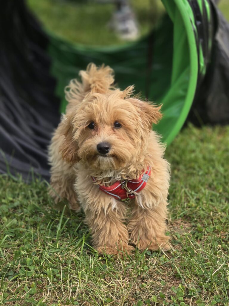 Hundeschulzentrum Westmünsterland 51 IMG 20250518 WA0007